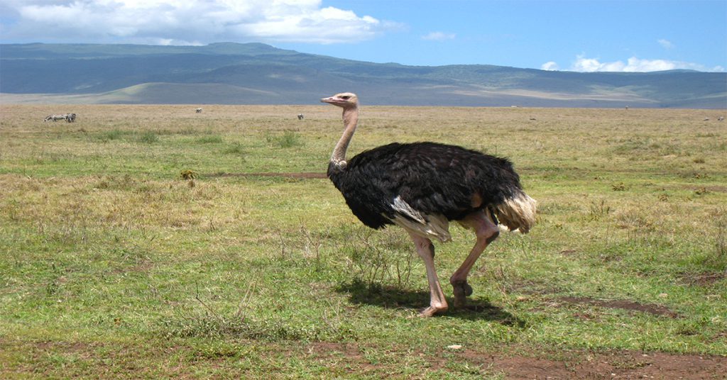 Ostrich