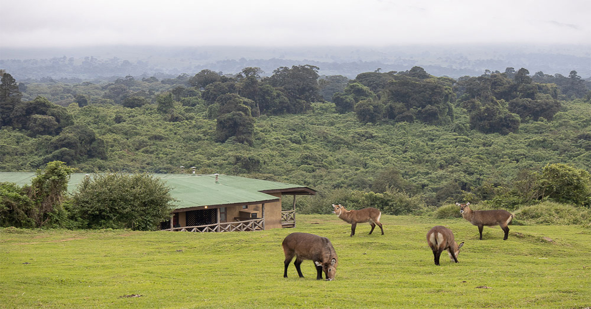 Rhino-Lodge-exterior-view-with-Waterbuck-grazing