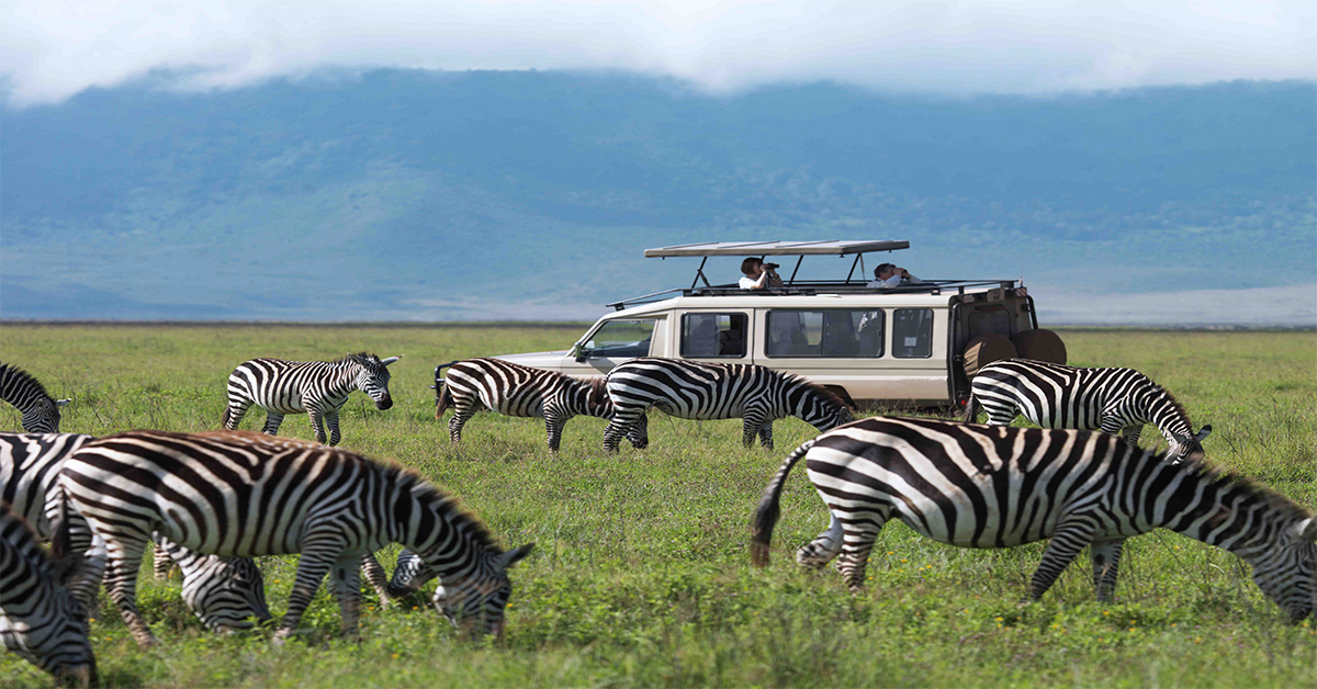 Ngorongoro: The Cradle of Mankind - Safari Zoom