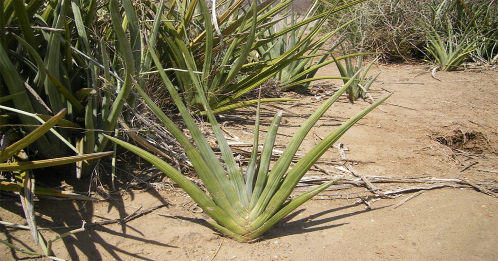 sansevieria_ehrenbergii