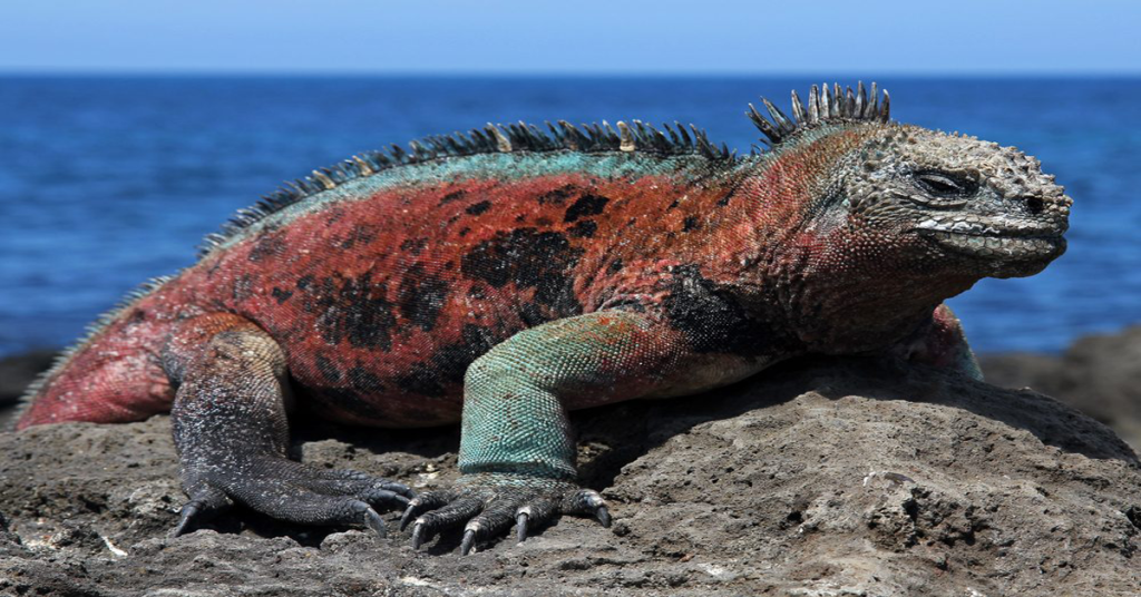 Galapagos Islands Marine Iguanas