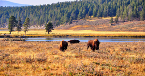 Yellowstone National Park: The First National Park Created