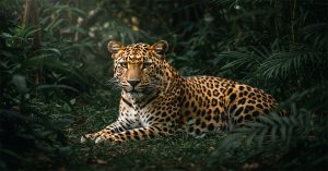 50 Quick Facts about Leopards You Did not know