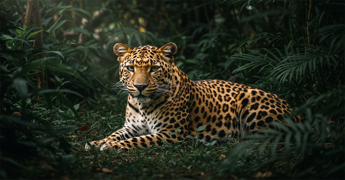 50 Quick Facts about Leopards You Did not know