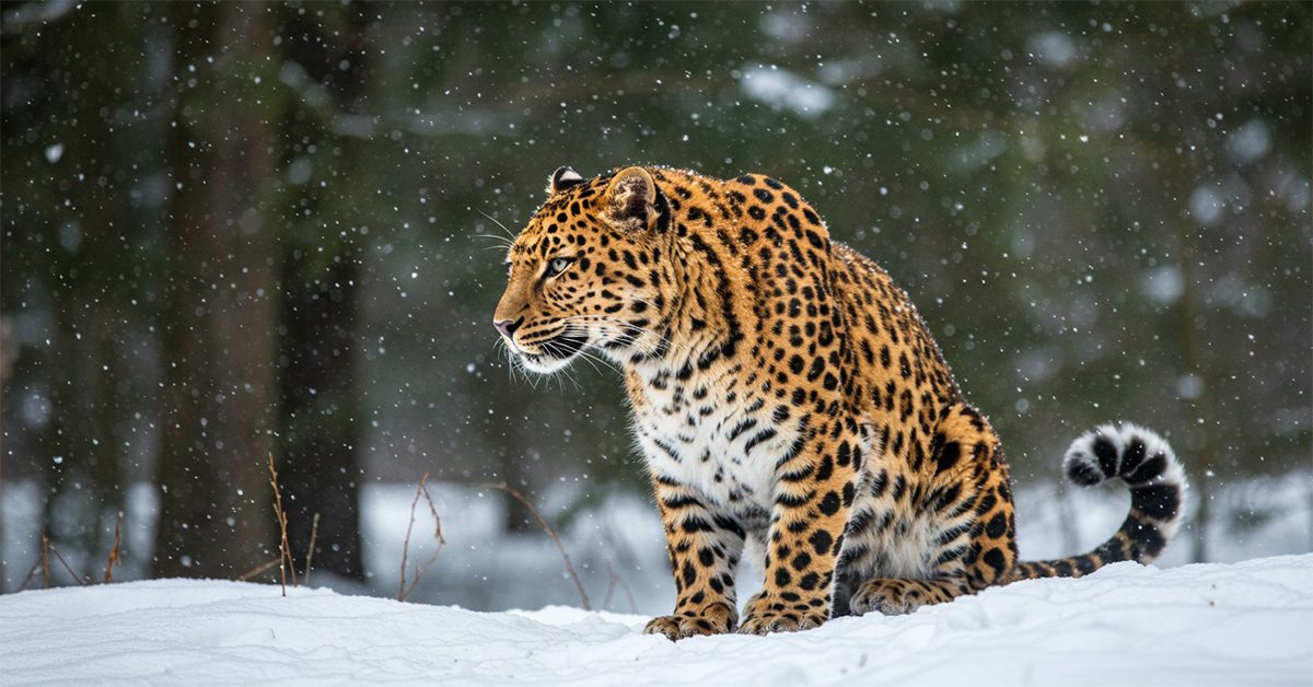 The Amur leopard
