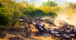 When and Where to See the Wildebeest Migration in Serengeti