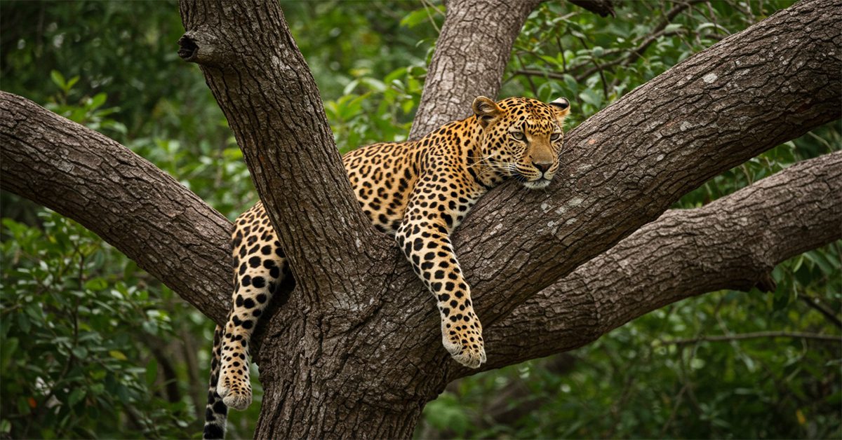 leopard resting in trees.