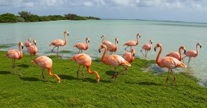 When and where to see Flamingos