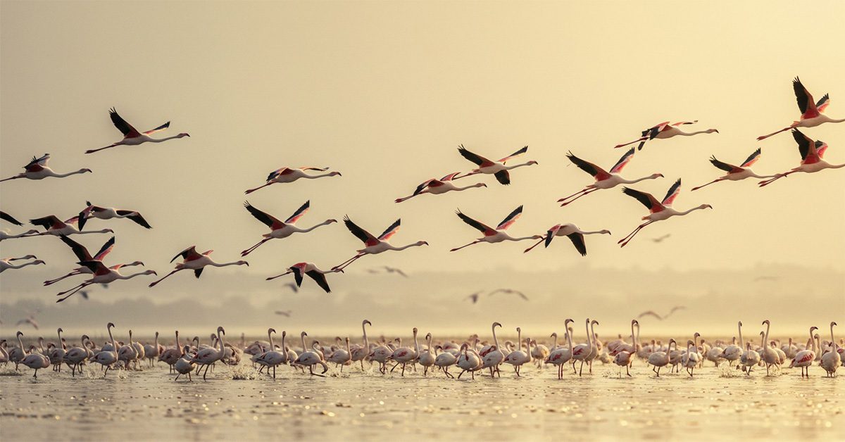 Flamingos Migration