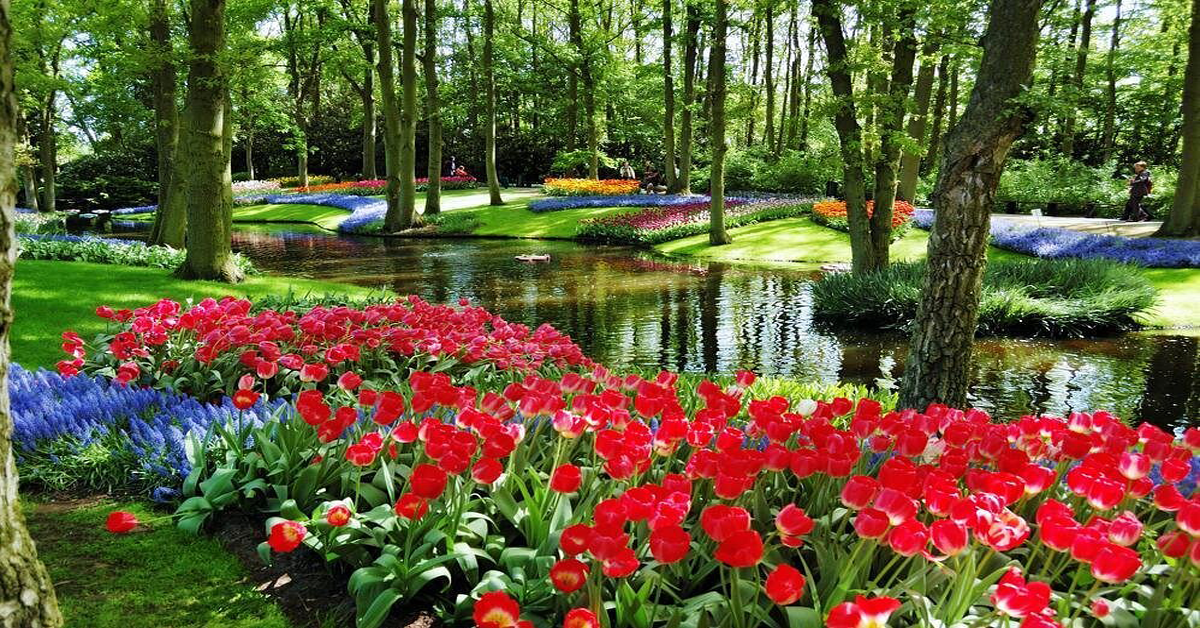 Discover the Health Benefits of Flower Viewing and Floral Tourism